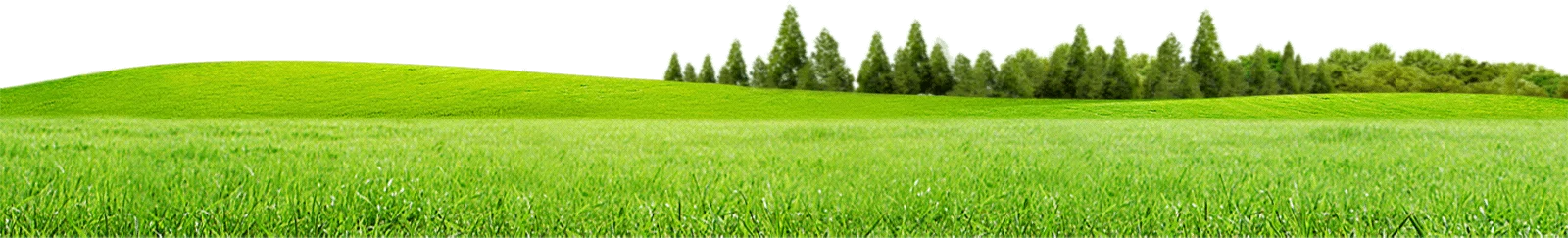 coach-grass